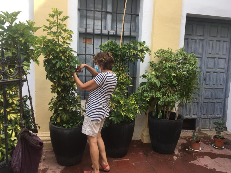 Mujer cuidando de las plantas
